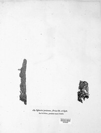 Cytospora pruinosa image